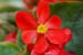 begonia rex 1