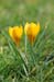 crocus 1