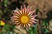 gazania 1