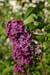 lilas 1