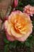Rose 13