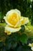 Rose 16