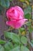 Rose 3