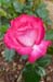 Rose 7