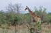 137Parc Kruger 2