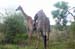 146Parc Kruger 41